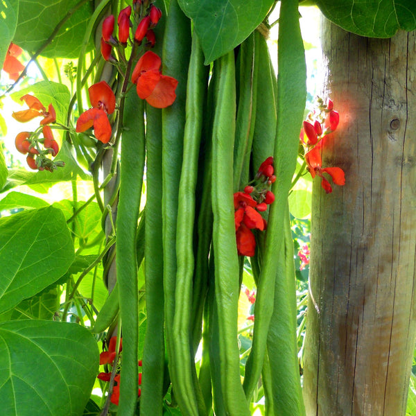 Runner Bean 'Firestorm' Seedlings - May Despatch