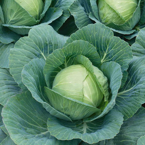 Cabbage Plant  'Attraction'