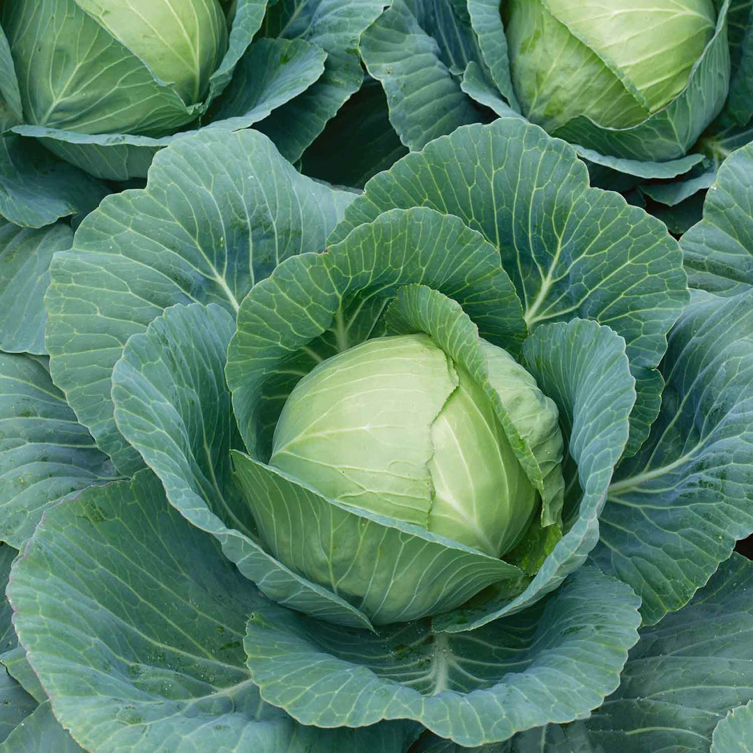 Cabbage Plant White 'Attraction' Buy Cabbage Plants Online Cabbage