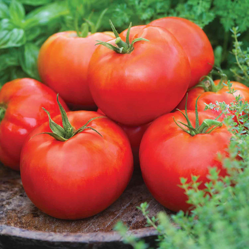 Tomato 'Big Daddy' x3 - Early May Despatch | Buy Tomato Plants Online ...