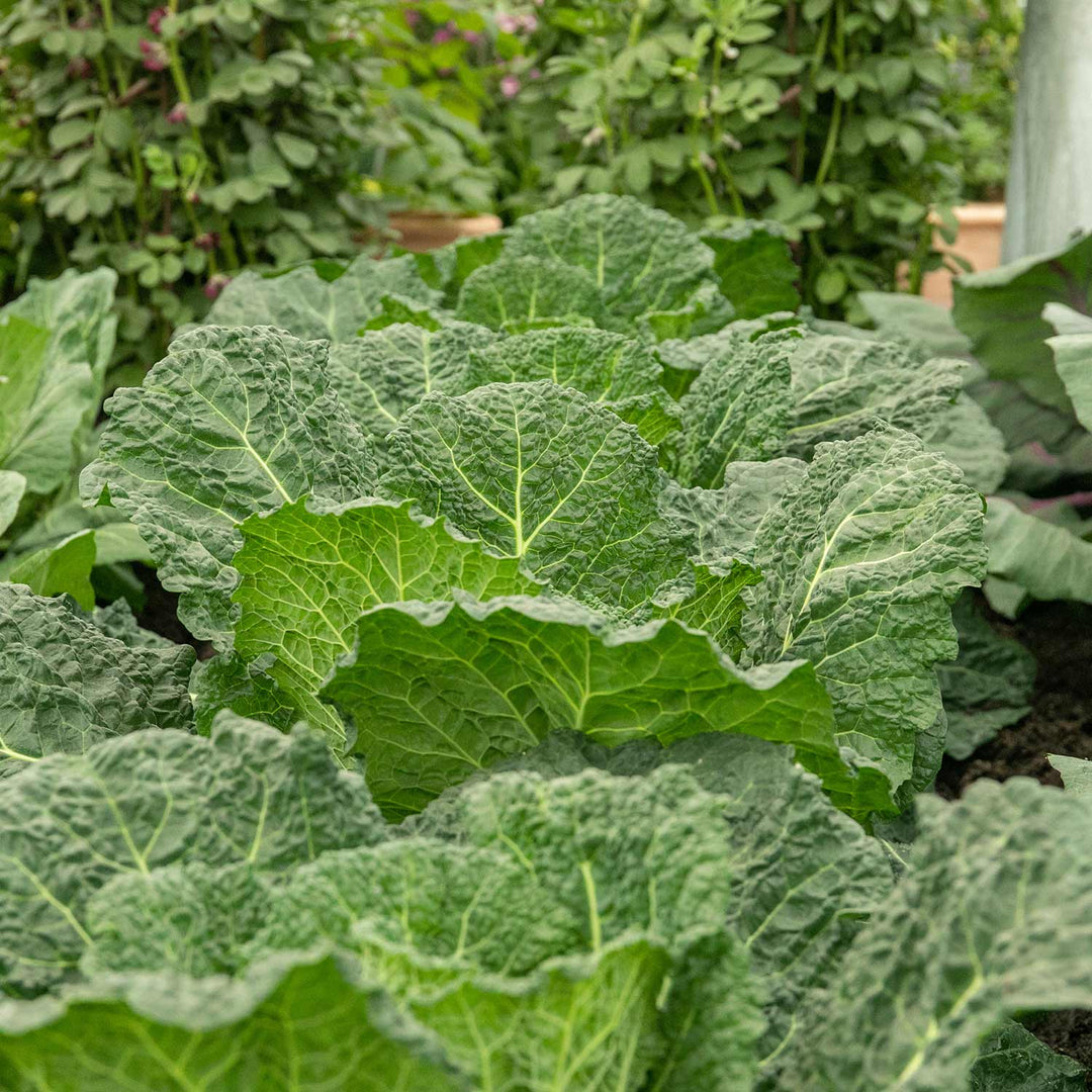 Cabbage Savoy Serpentine 12 Plants Buy Cabbage Plants Online