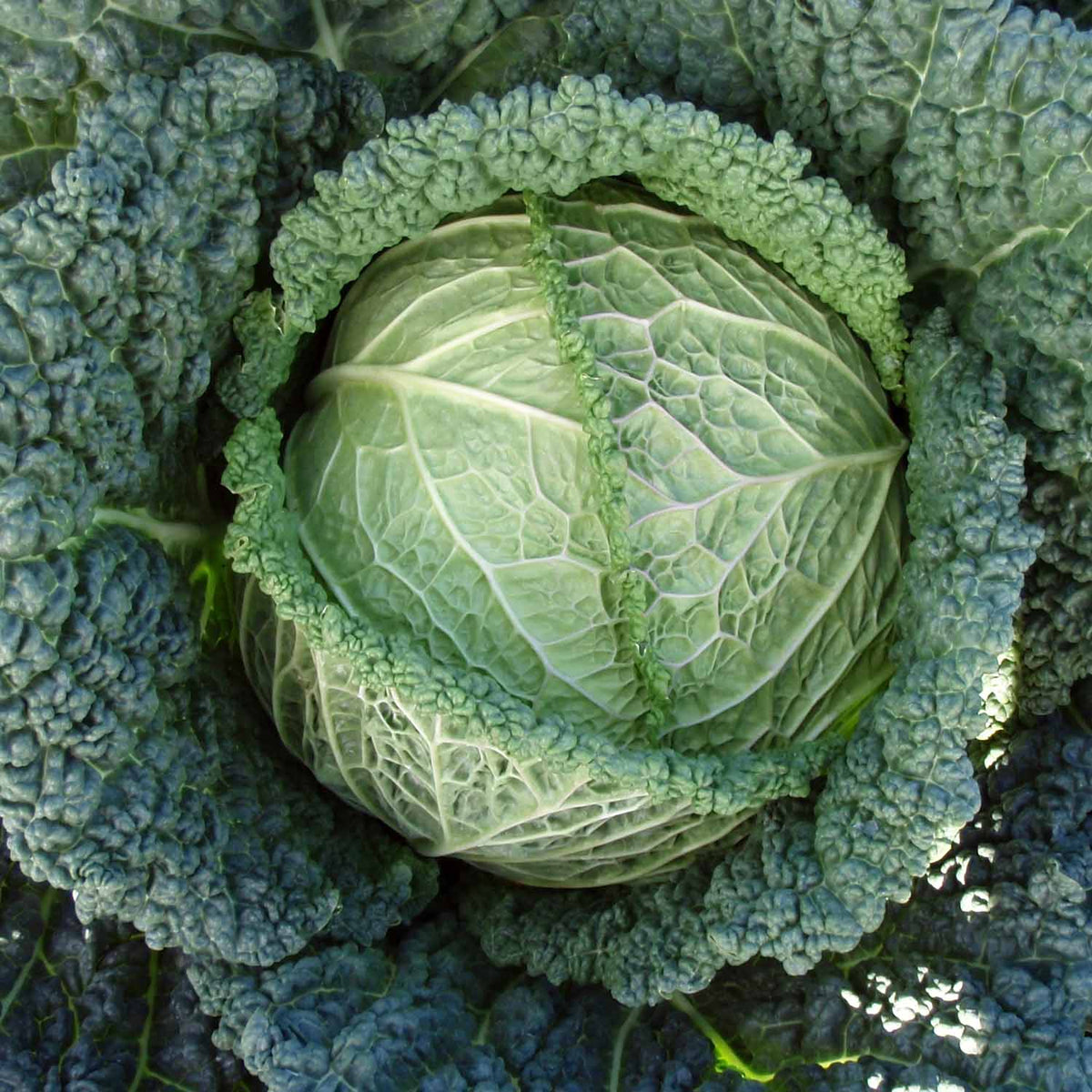 Cabbage 'Savoy Serpentine' - 16 Plants | Buy Cabbage Plants Online ...