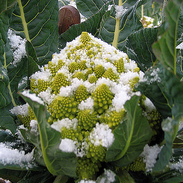 Cauliflower Plant 'Veronica Romanesco'