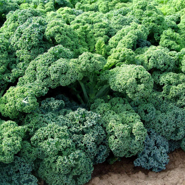 Kale Plant 'Curled Afro'