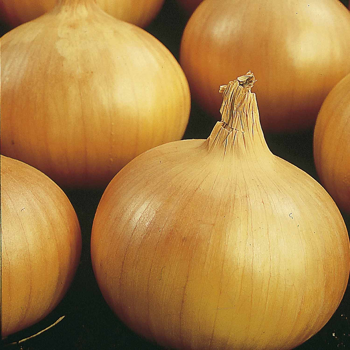 Onion 'Sturon' 24 Plants April Despatch Buy Onion Plants Online