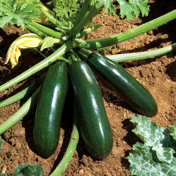 Courgette Plant 'Astia Patio'