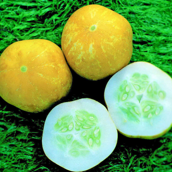 Cucumber Plant 'Crystal Lemon'