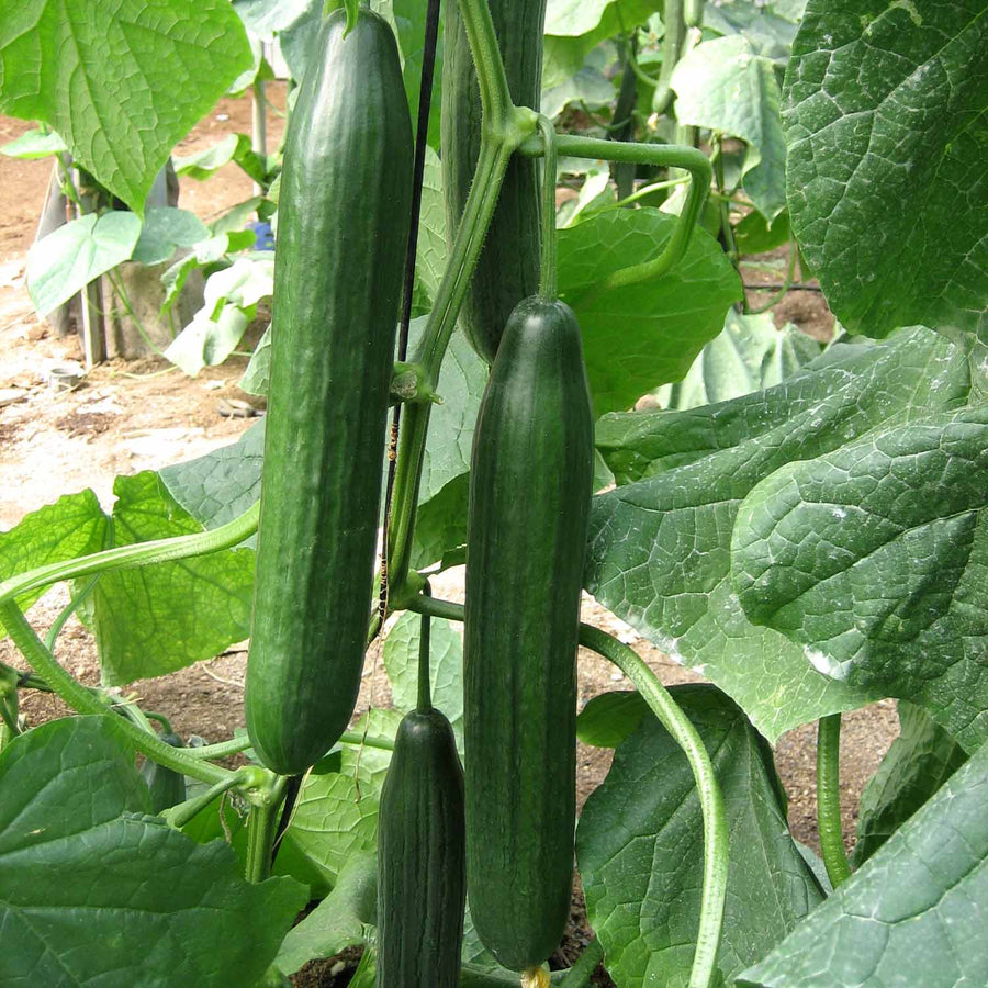 Cucumber 'Carmen F1' 3 Plants Buy Cucumber Plants Online Cucumber