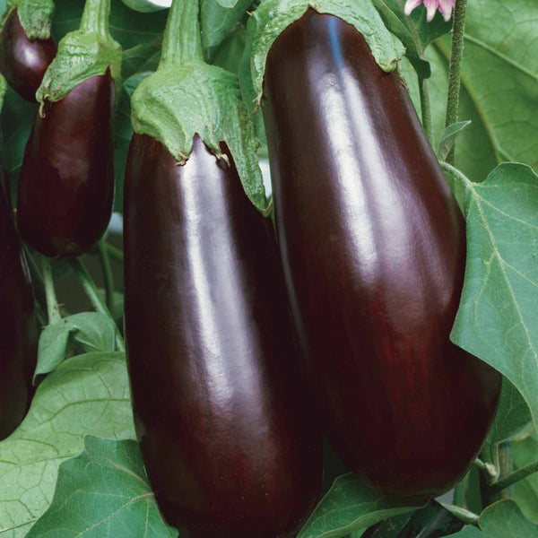 Aubergine Plant 'Long Purple'