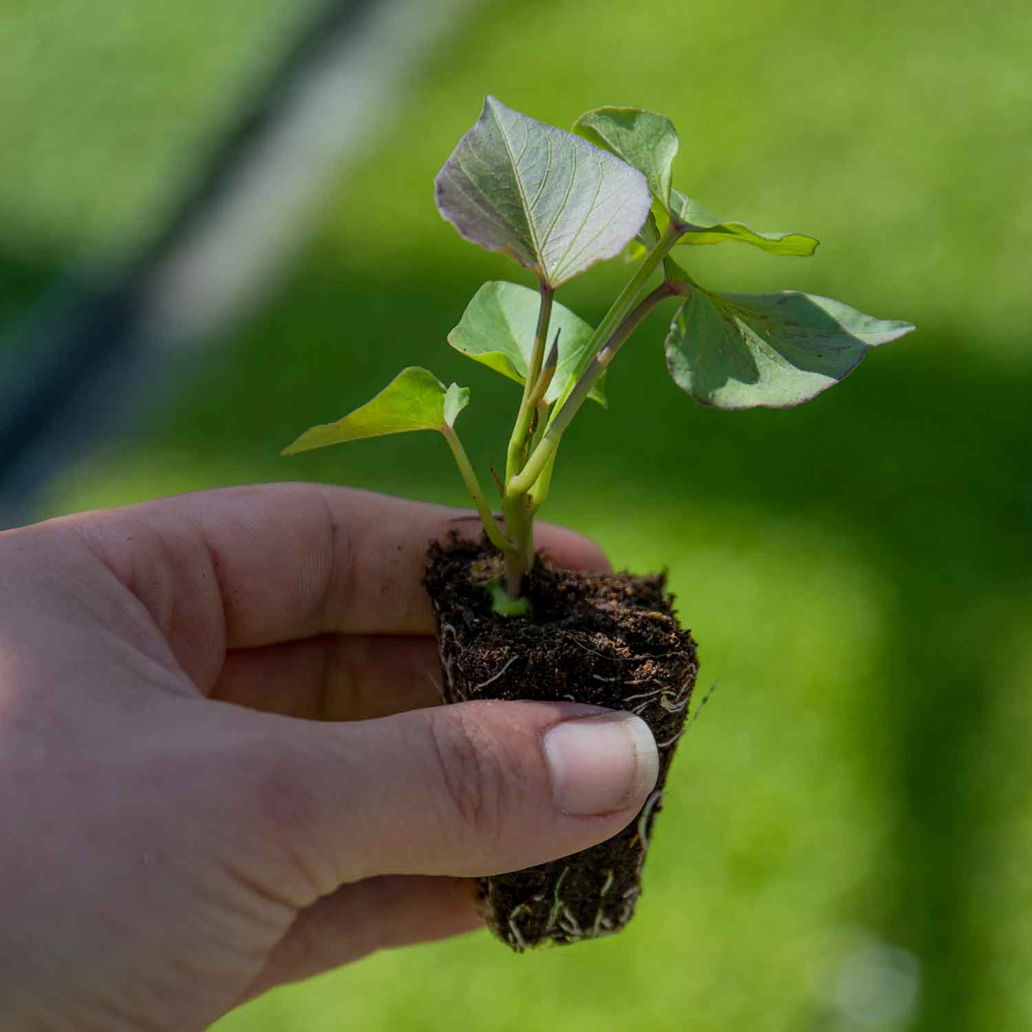Sweet Potato 'Evangeline' 5 Plants Buy Sweet Potato Plants Online