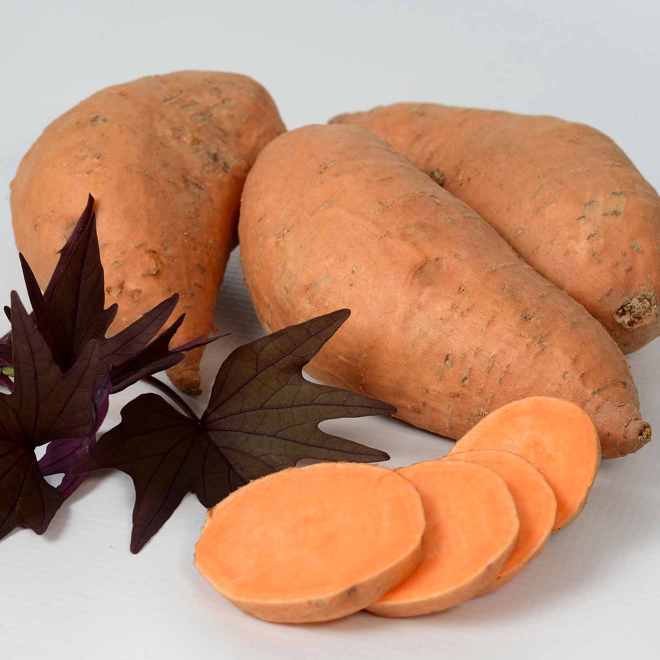 Sweet Potato 'TI Manihi' 5 Plugs Buy Sweet Potato Plants Online