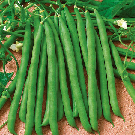 French Bean 'Summer Medley Mix'