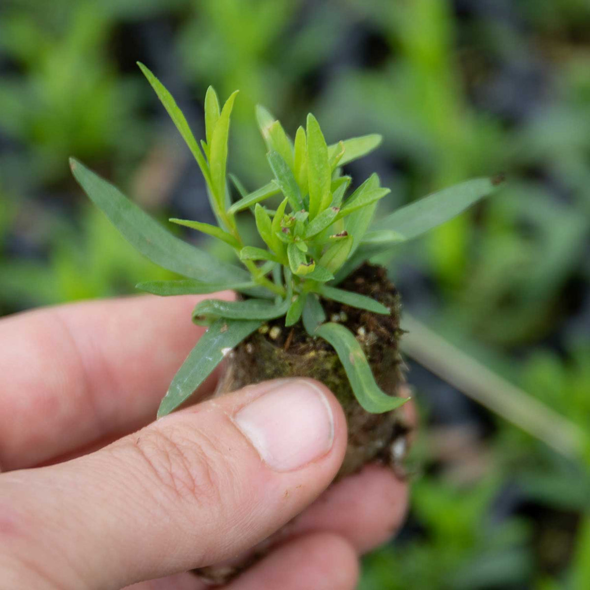 Tarragon (French) Plants Mid April Despatch Buy Tarragon Plants