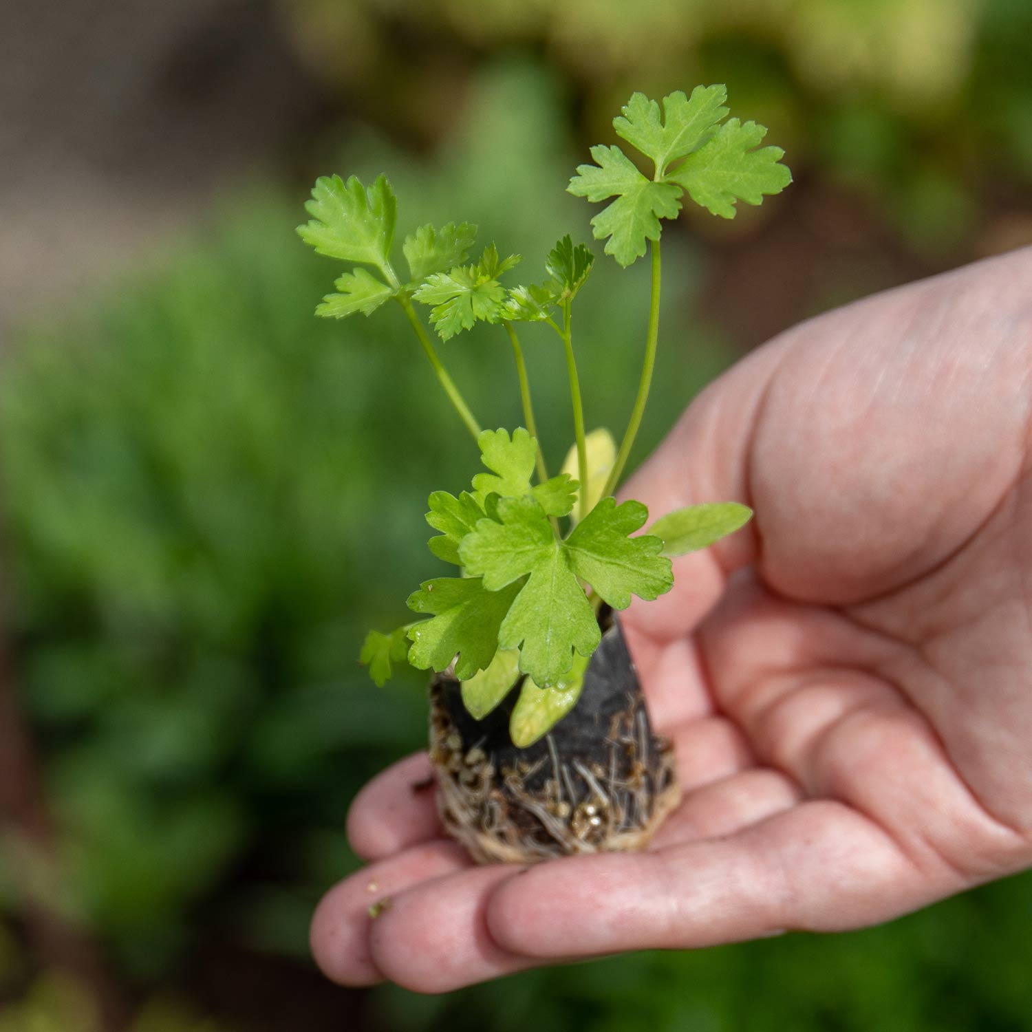Parsley Italian Flat Leaf Plugs Early June Despatch Buy Parsley