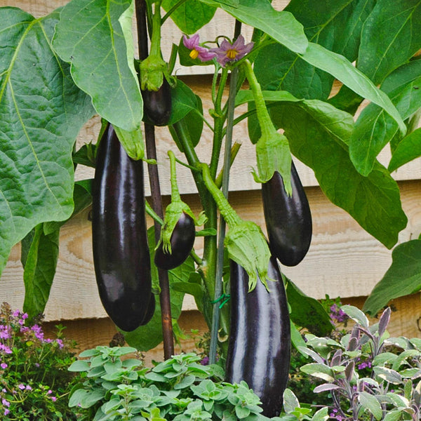 Grafted Aubergine Plant 'Moneymaker'