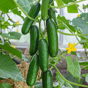 Mini Cucumber seeds! Great for allotments/greenhouses/gardens