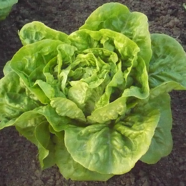 Lettuce Plant 'Winter Gem'