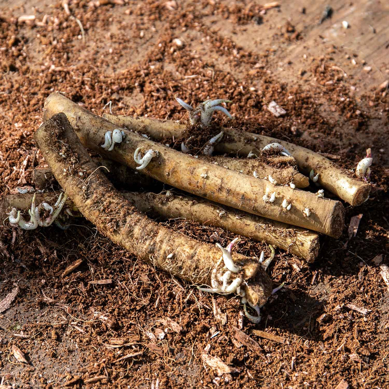 Horseradish Bare Roots Buy Horseradish Bare Roots Online Horseradish Bare Roots for Sale