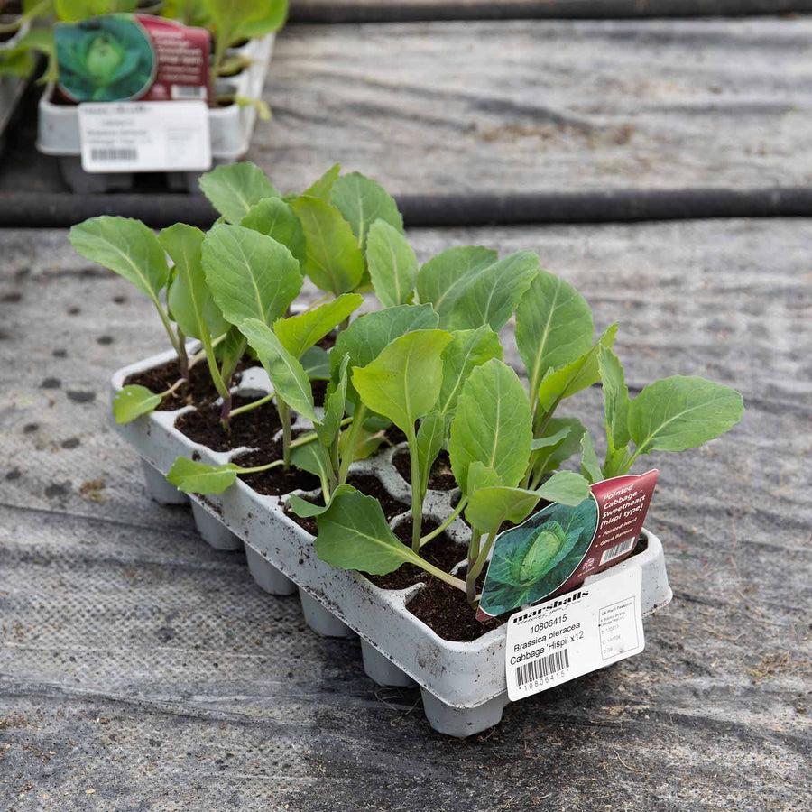 Cabbage 'Pointed Hispi' 12 Garden Ready Plants Buy Cabbage Plants