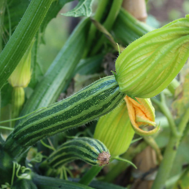 Courgette 'Striato' 3 x 9cm Plants Buy Courgette Plants Online