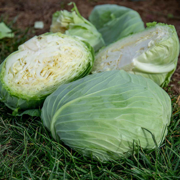 Cabbage Plant 'Felicity'