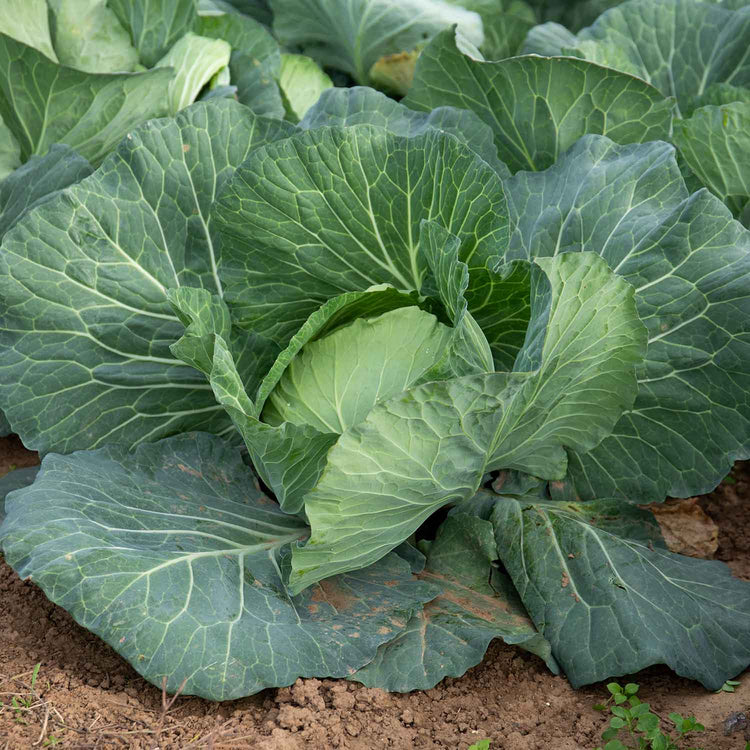 Cabbage Center Cabbage Seeds 'Felicity' F1 | Marshalls Garden