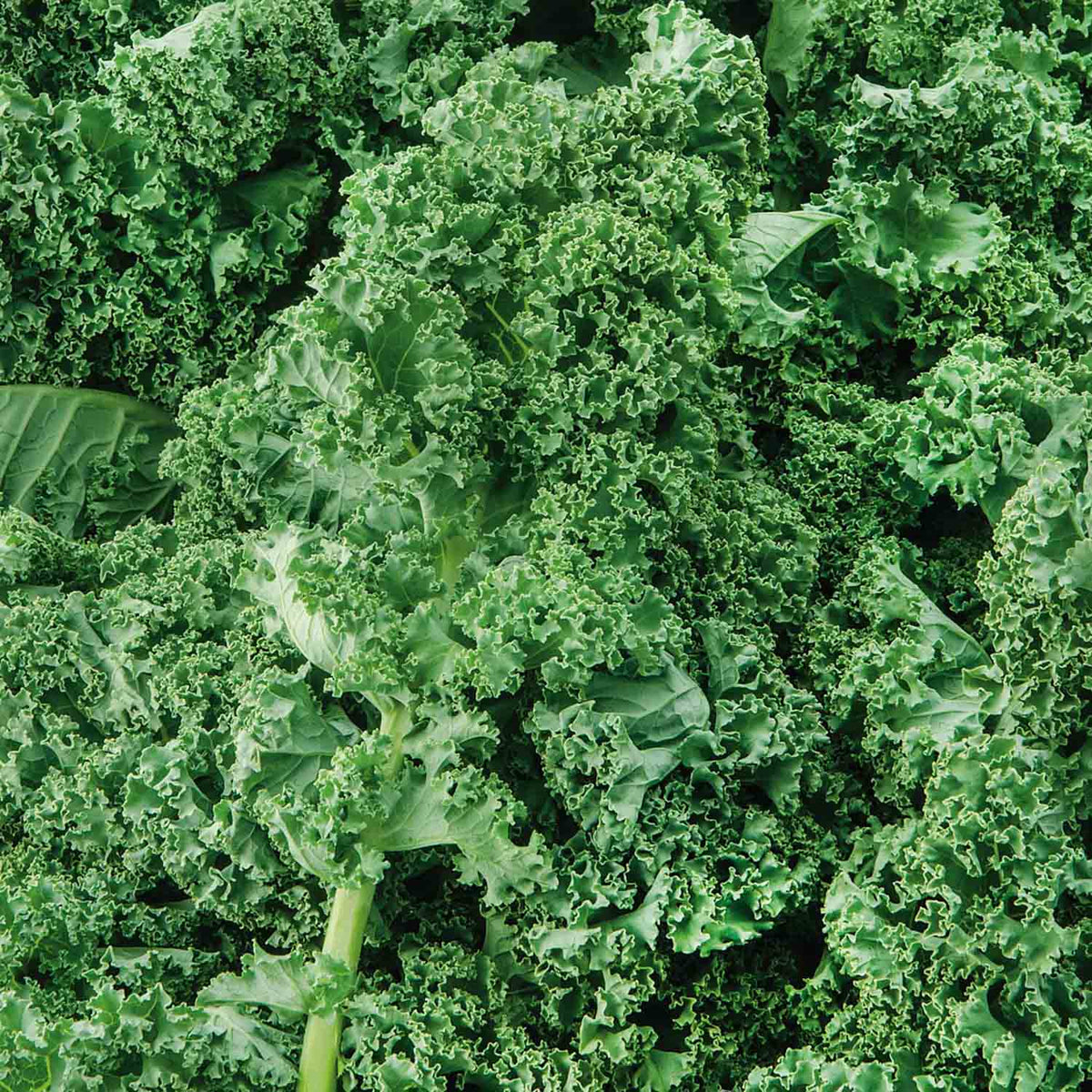 Kale 'Starbor F1' 16 x Super Seedlings Buy Kale Plants Online