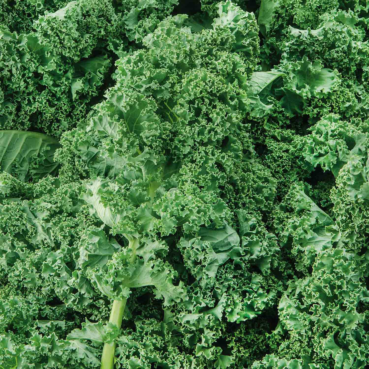 Kale 'Starbor F1' 16 x Super Seedlings Buy Kale Plants Online Kale Plants for Sale