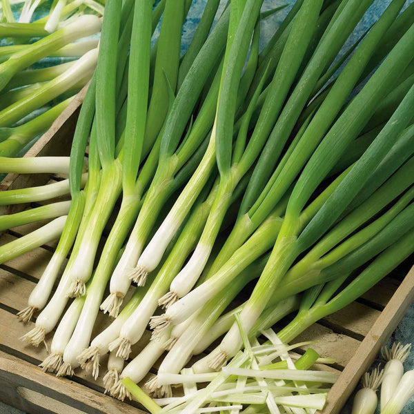 Spring Onion 'Marksman' Plants - April Despatch