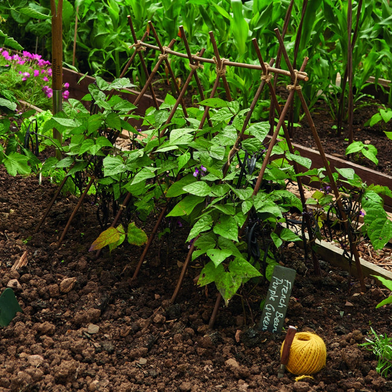 Growing Stick Grow It Willow Plant Sticks | Marshalls Garden