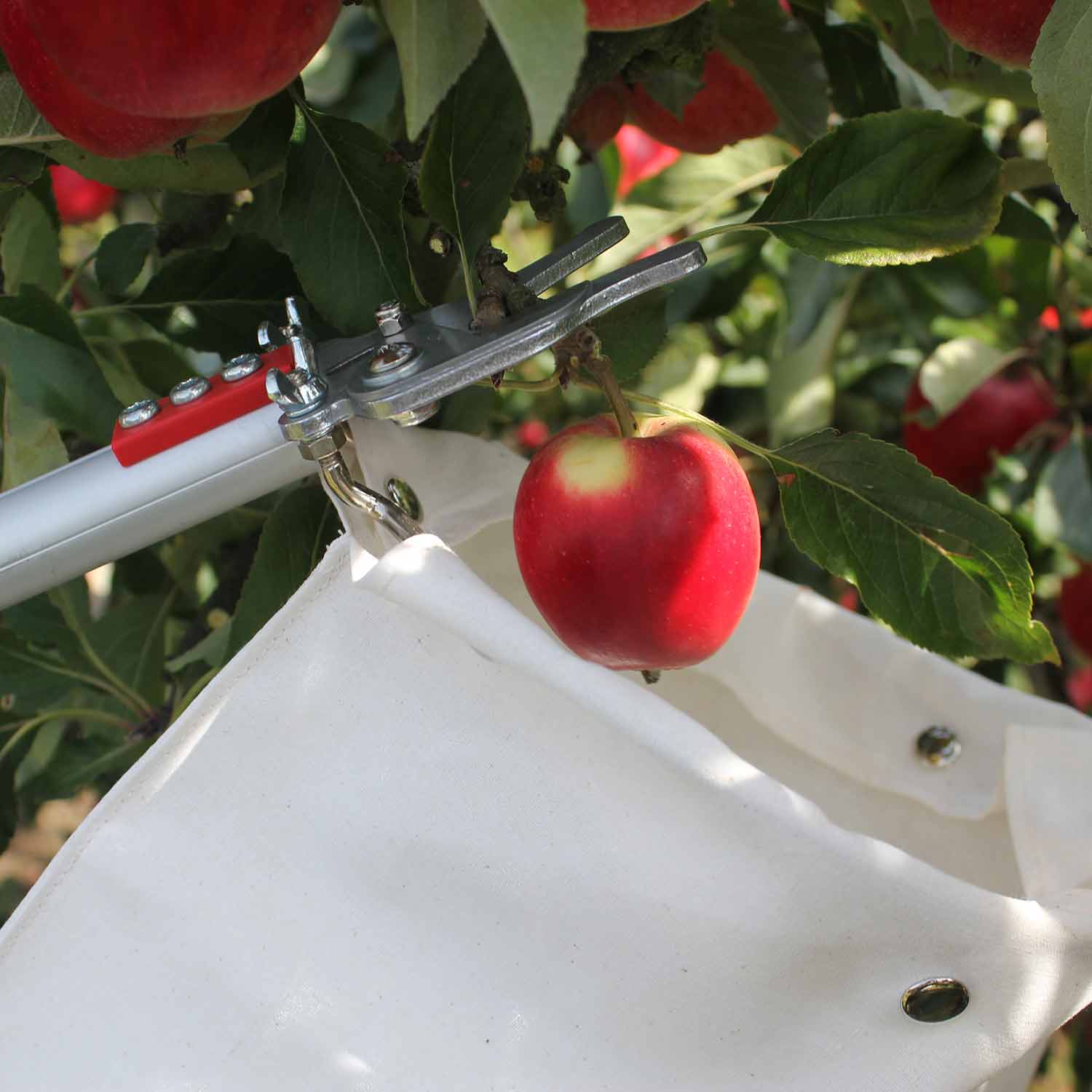 Telescopic Fruit Picker Buy Fruit Picker Online Fruit Picker for Sale Marshalls Garden