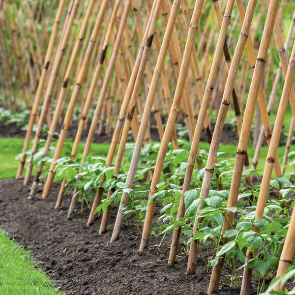 Bamboo 60cm Garden Canes x20