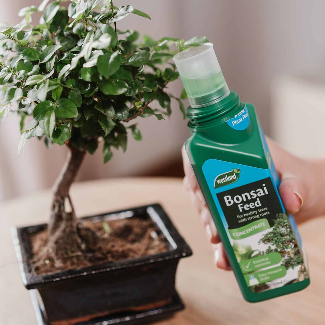 Westland Bonsai Feed Concentrate 200ml Buy Bonsai Feed Concentrate