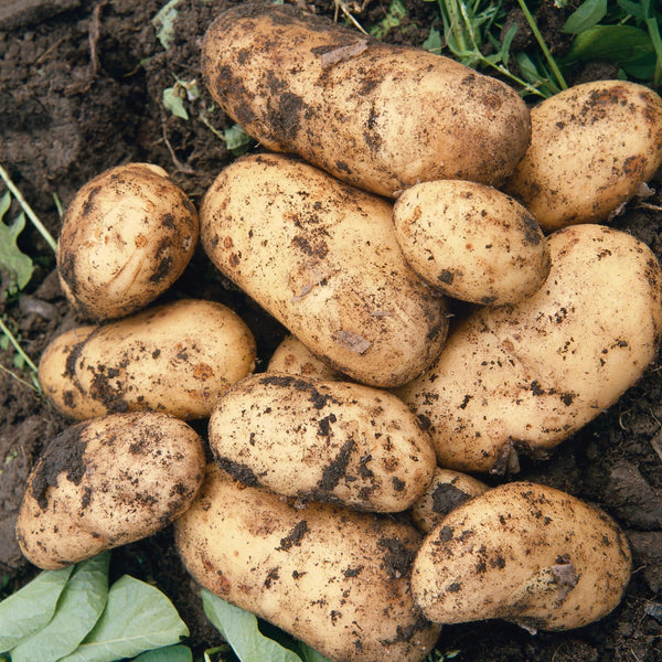 Seed Potato Christmas Harvest Collection