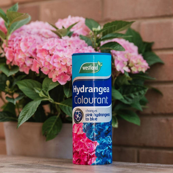 Hydrangea Colourant 500g