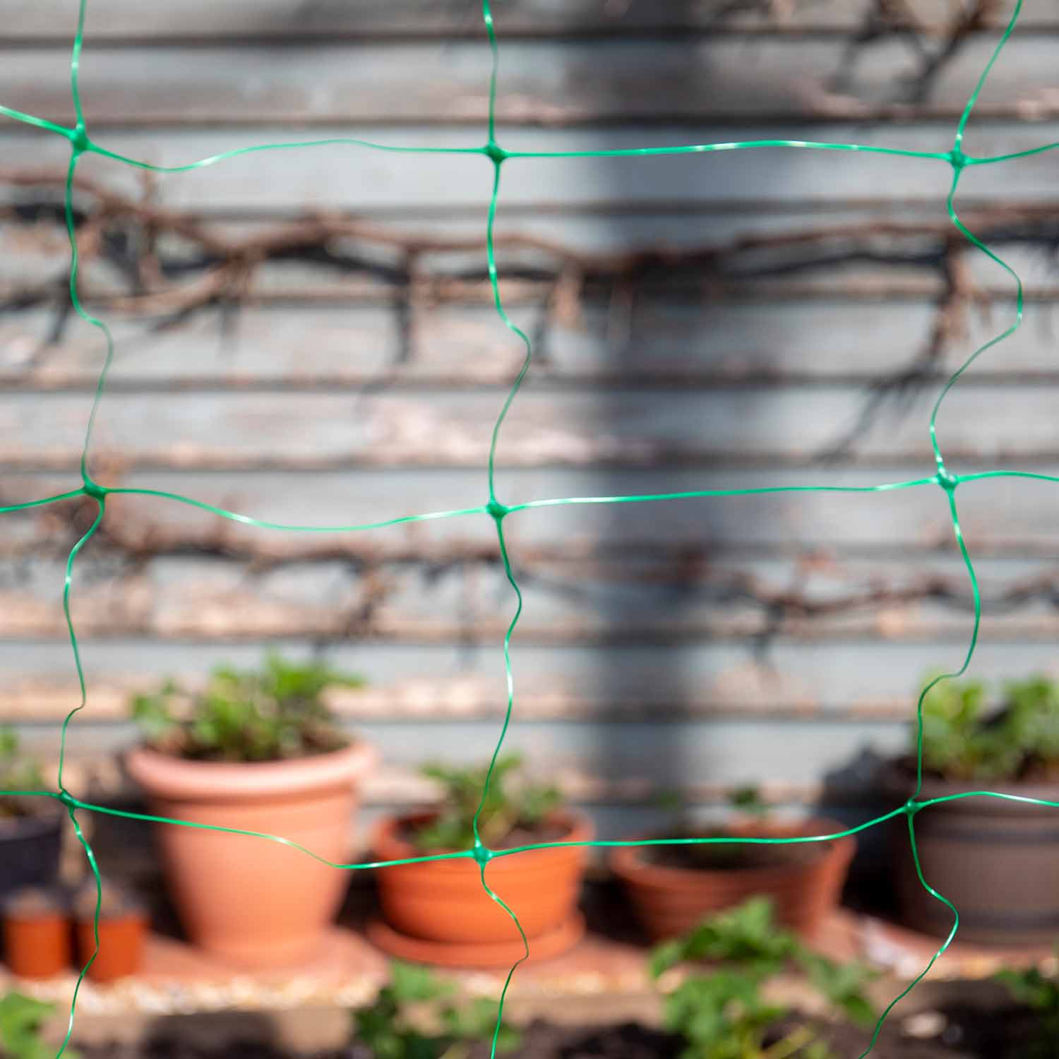 Buy Bean & Pea Netting 6x2m Online Buy Garden Netting Online Garden