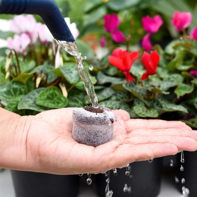 Coco Dots 30mm Peat Free Plug Pellets