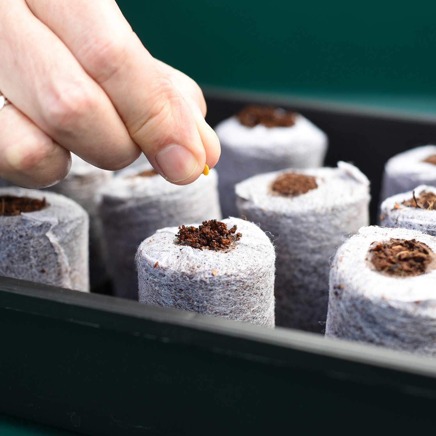 Coco Dots 30mm Peat Free Plug Pellets | Marshalls Garden