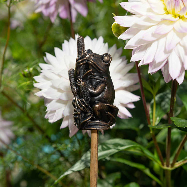 Frog on Bullrush Cane Companion