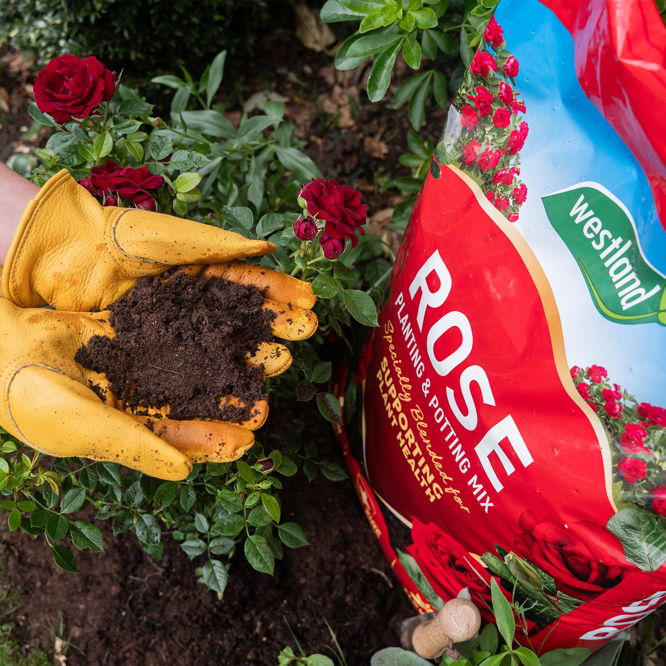 Westland Rose Planting & Potting Mix 25L Twin Pack Buy Rose Planting