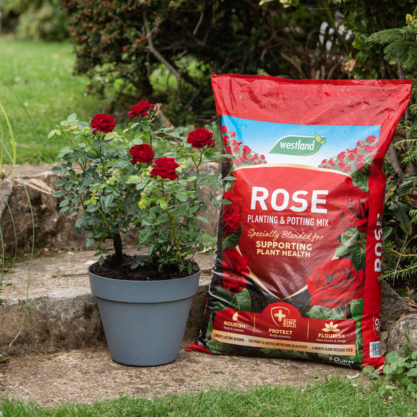 Westland Rose Planting and Potting Mix