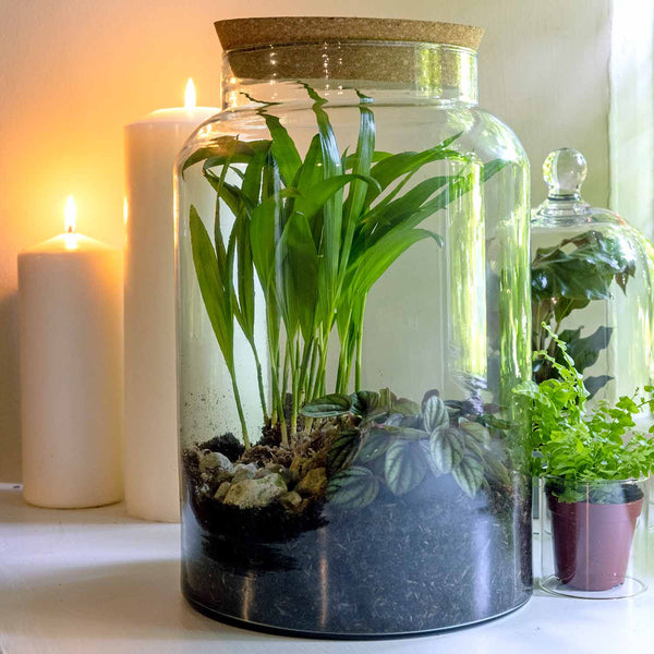 Glass Terrarium Jar Large