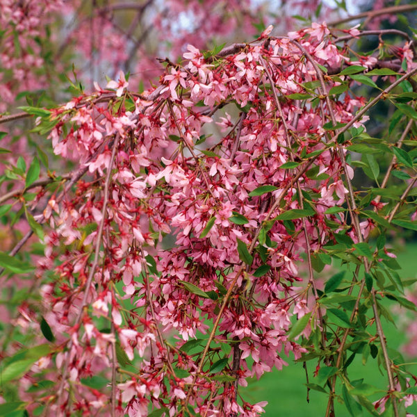 Cherry Tree - Prunus Autumnalis Rosea