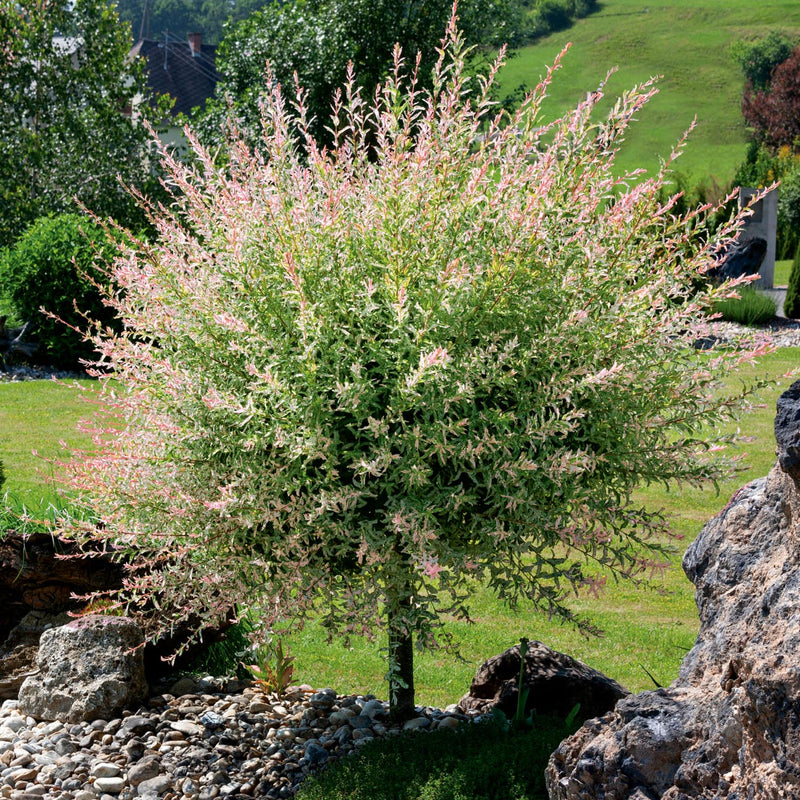 Flamingo Willow Tree