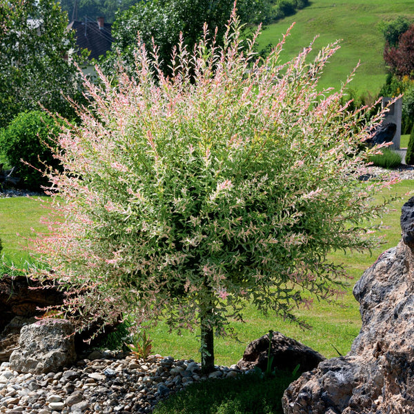 Flamingo Willow Tree