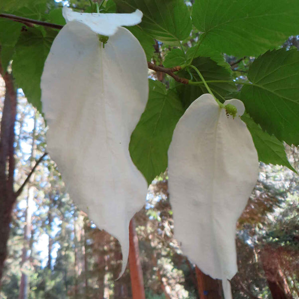 Hankerchief Tree