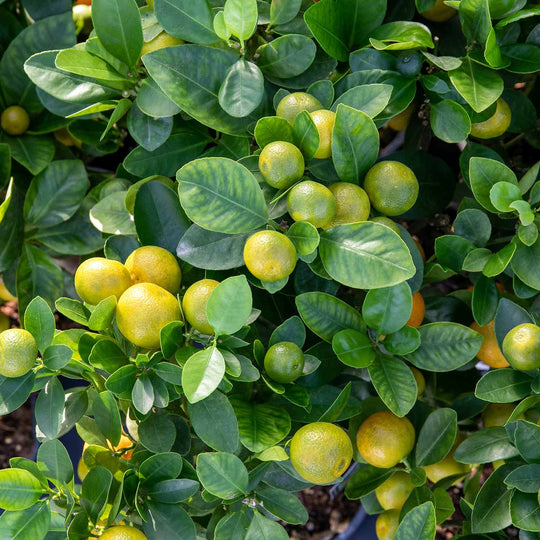 Citrus x Microcarpa 'Calamondin' 1 x 15cm Plant Buy Citrus Plants