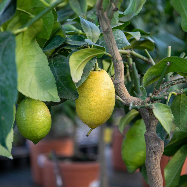 Citrus Lemon Tree 'Eureka'