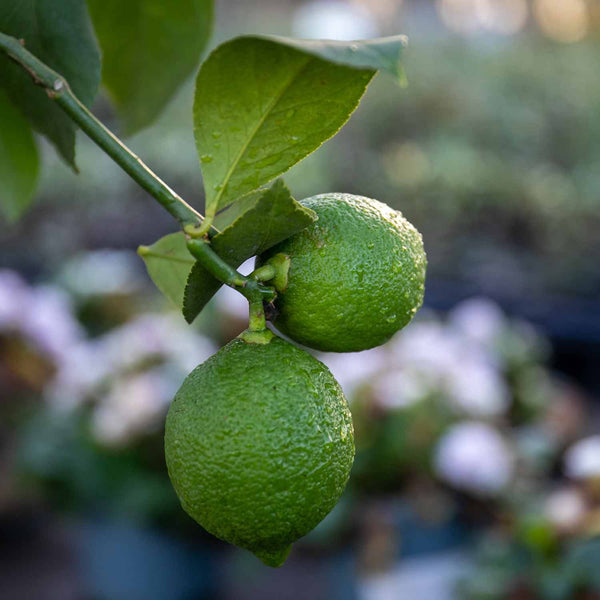 Citrus Lime Tree