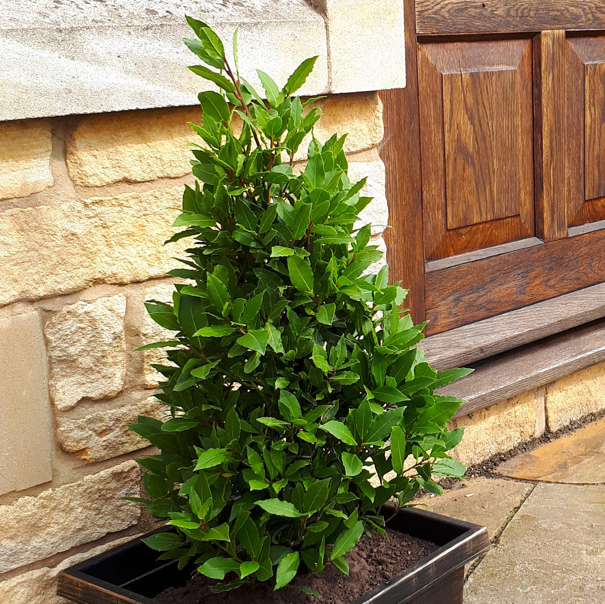 Pyramid Bay Tree (Laurus Nobilis) 100cm Buy Bay Trees Online Bay